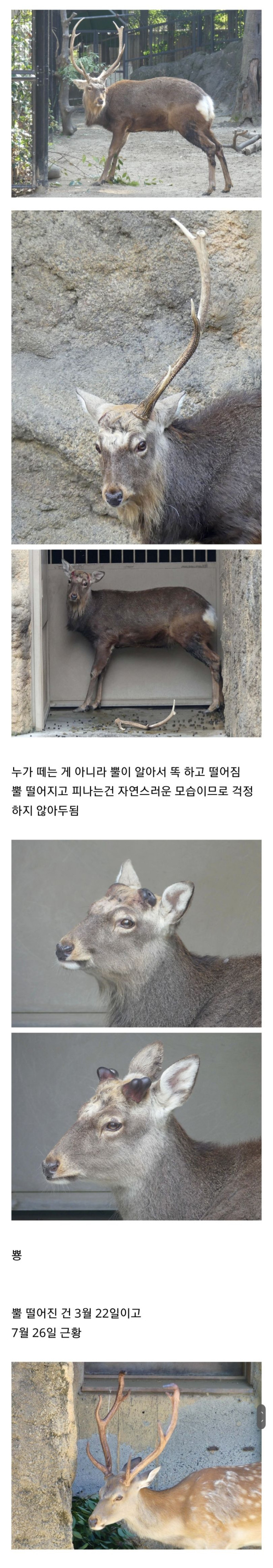 사슴 뿔 떨어지고 나서 다시 자라는 모습