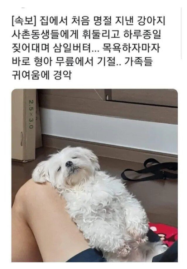 명절 열일한 반려견.